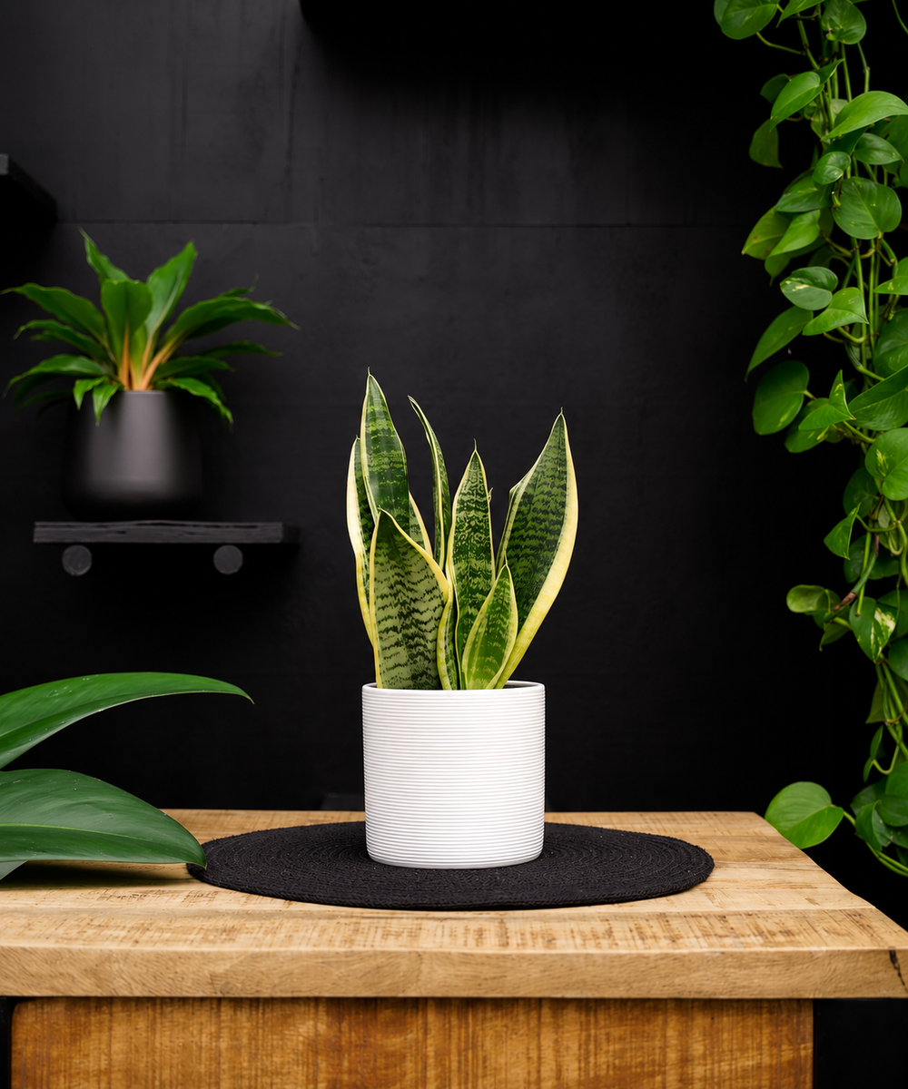 Sansevieria | 35cm | met pot naar keuze