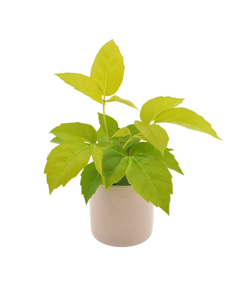 Schefflera Amate Golden | 30cm | met pot naar keuze