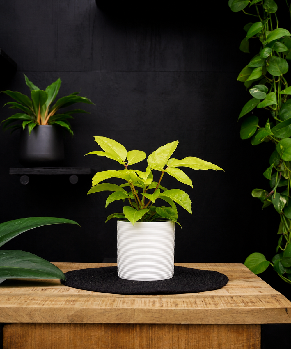 Schefflera Amate Golden | 30cm | met pot naar keuze