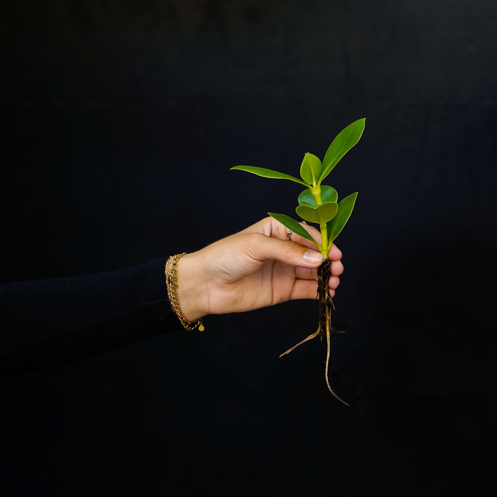 Stekje Clusia Princess