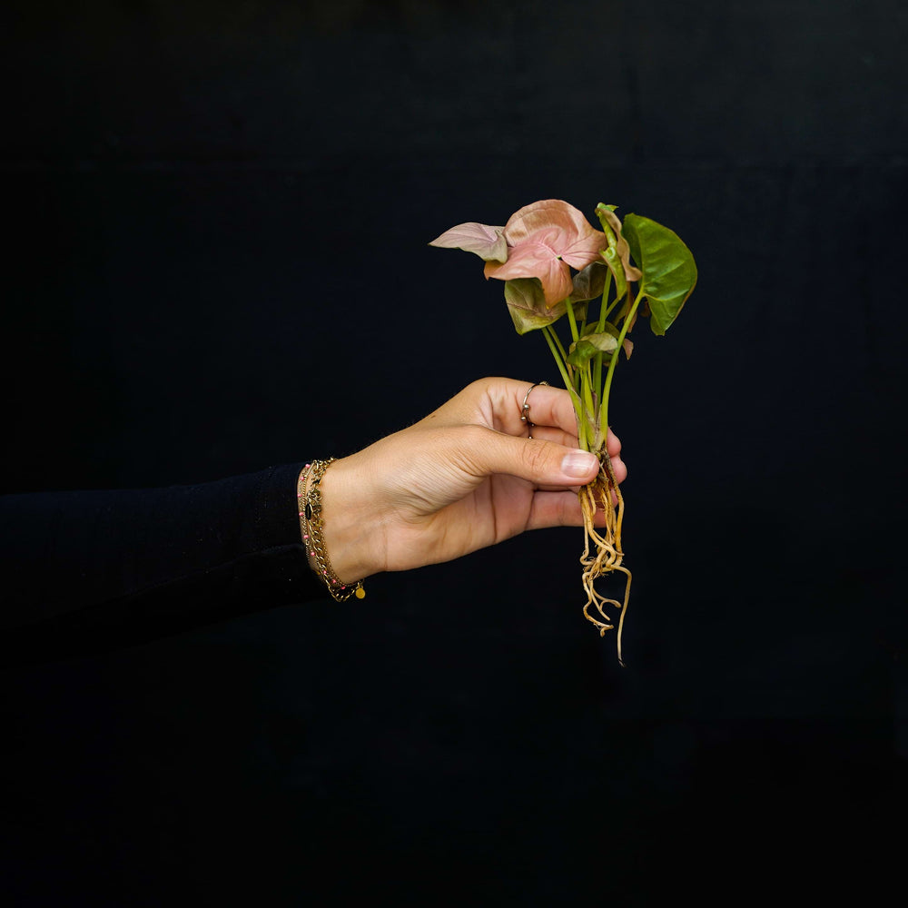 Stekje Syngonium Neon