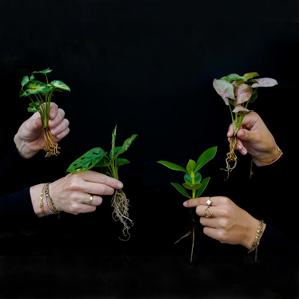 Bundel stekjes in water Small | Speciale aanbieding | 4 tropische planten op water