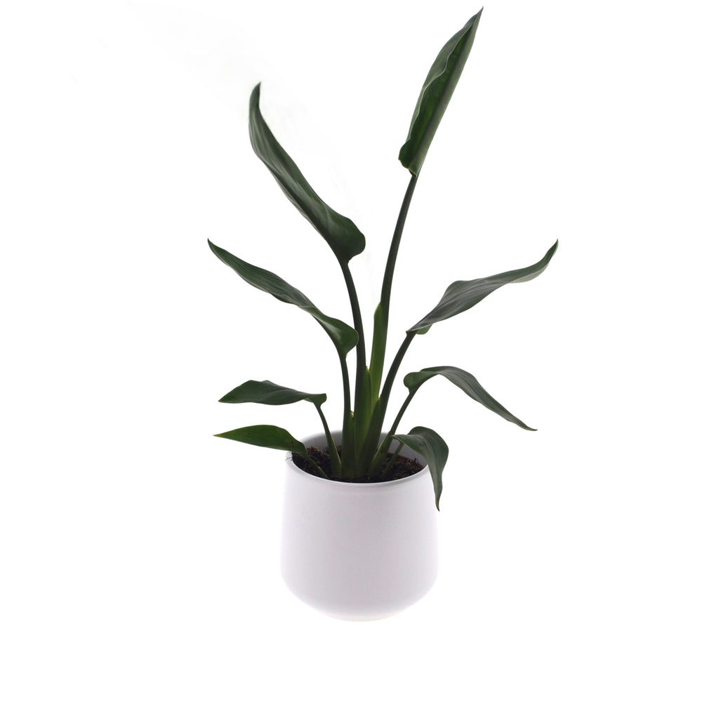 Strelitzia | Paradijsvogelplant | 35cm | incl. witte keramieken pot | Jungle