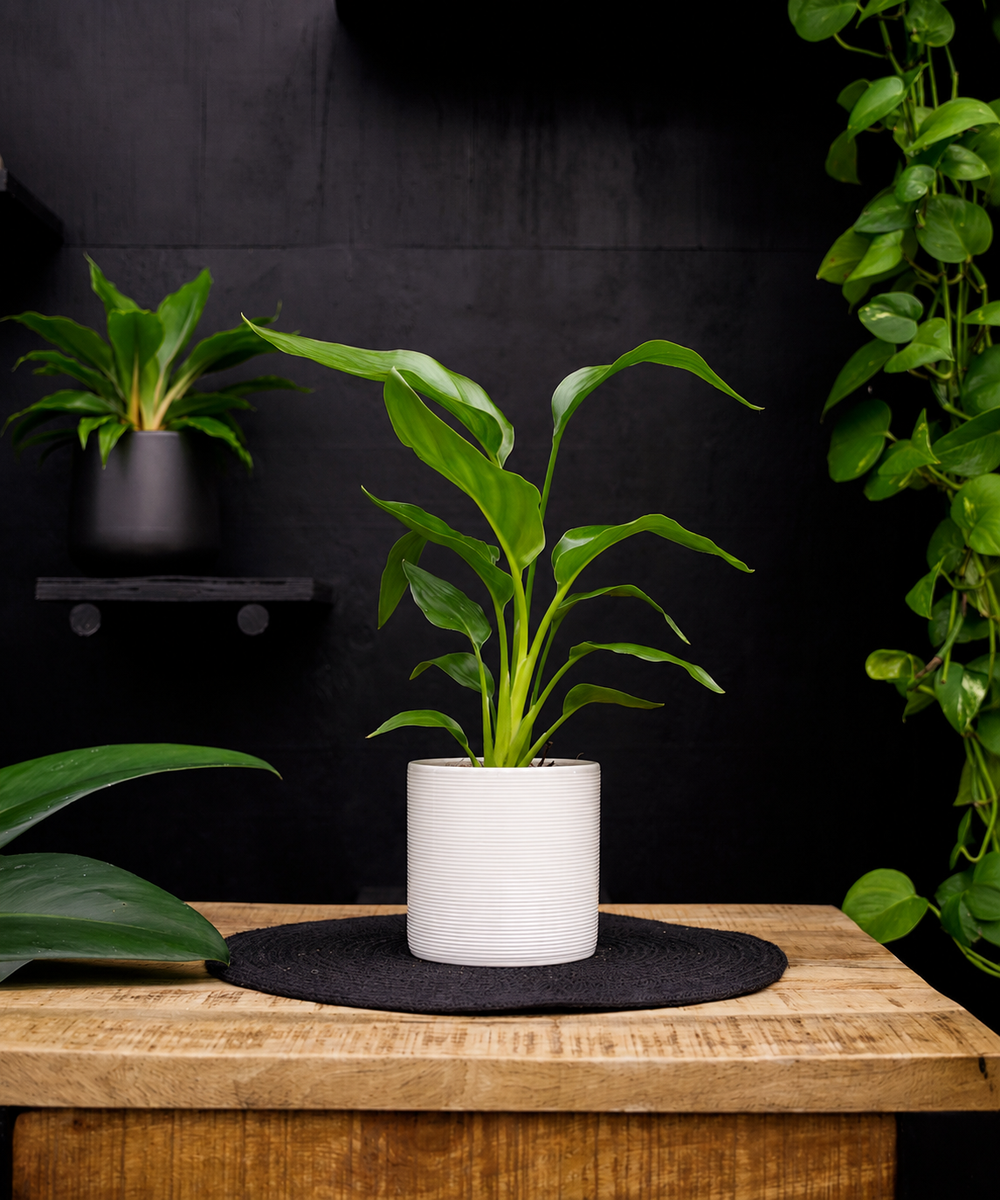 Strelitzia | Paradijsvogelplant | 35cm | met pot naar keuze