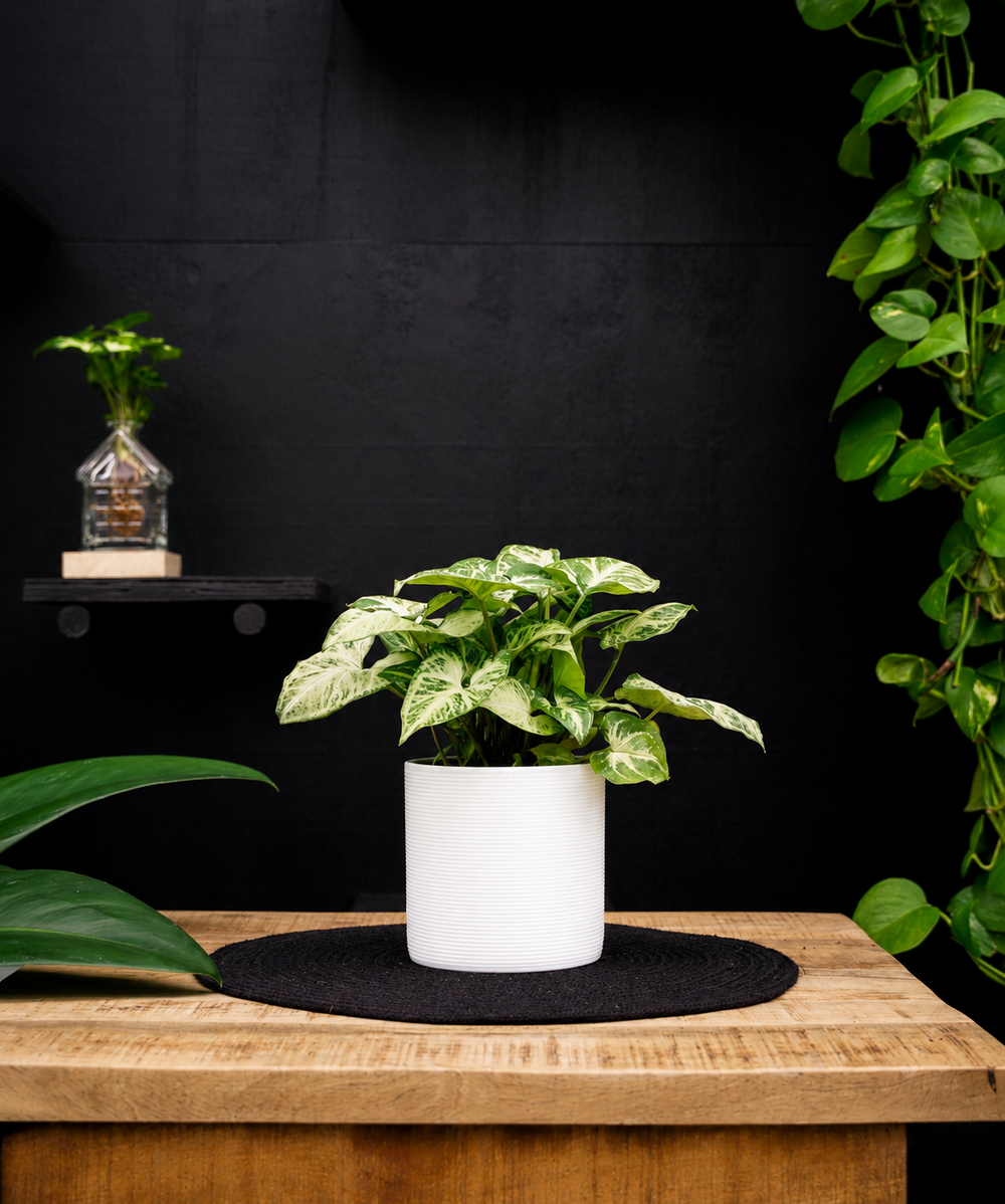 Syngonium | Arrow | 30cm | met pot naar keuze