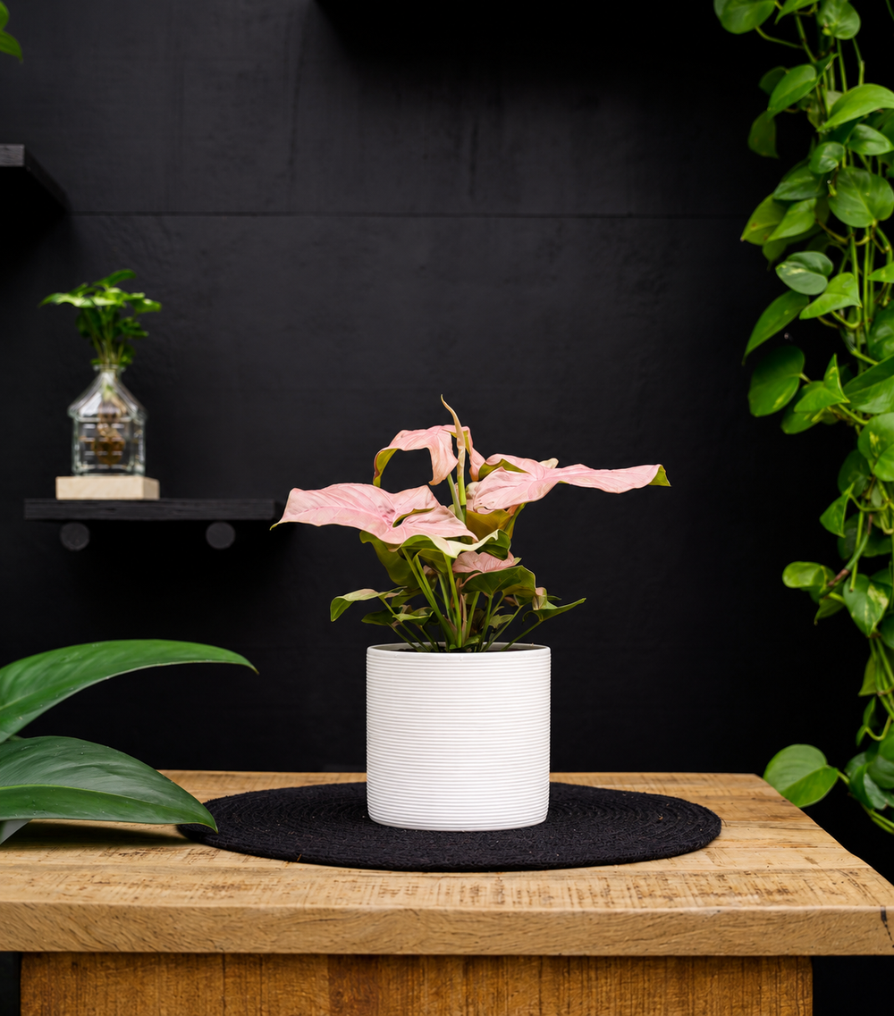 Syngonium | Neon | 30cm | met pot naar keuze
