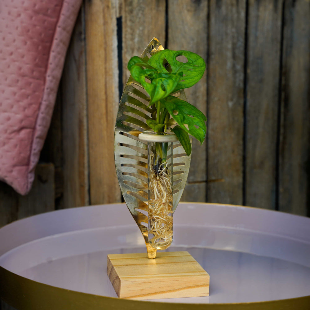 Verona Monstera Hydroponie