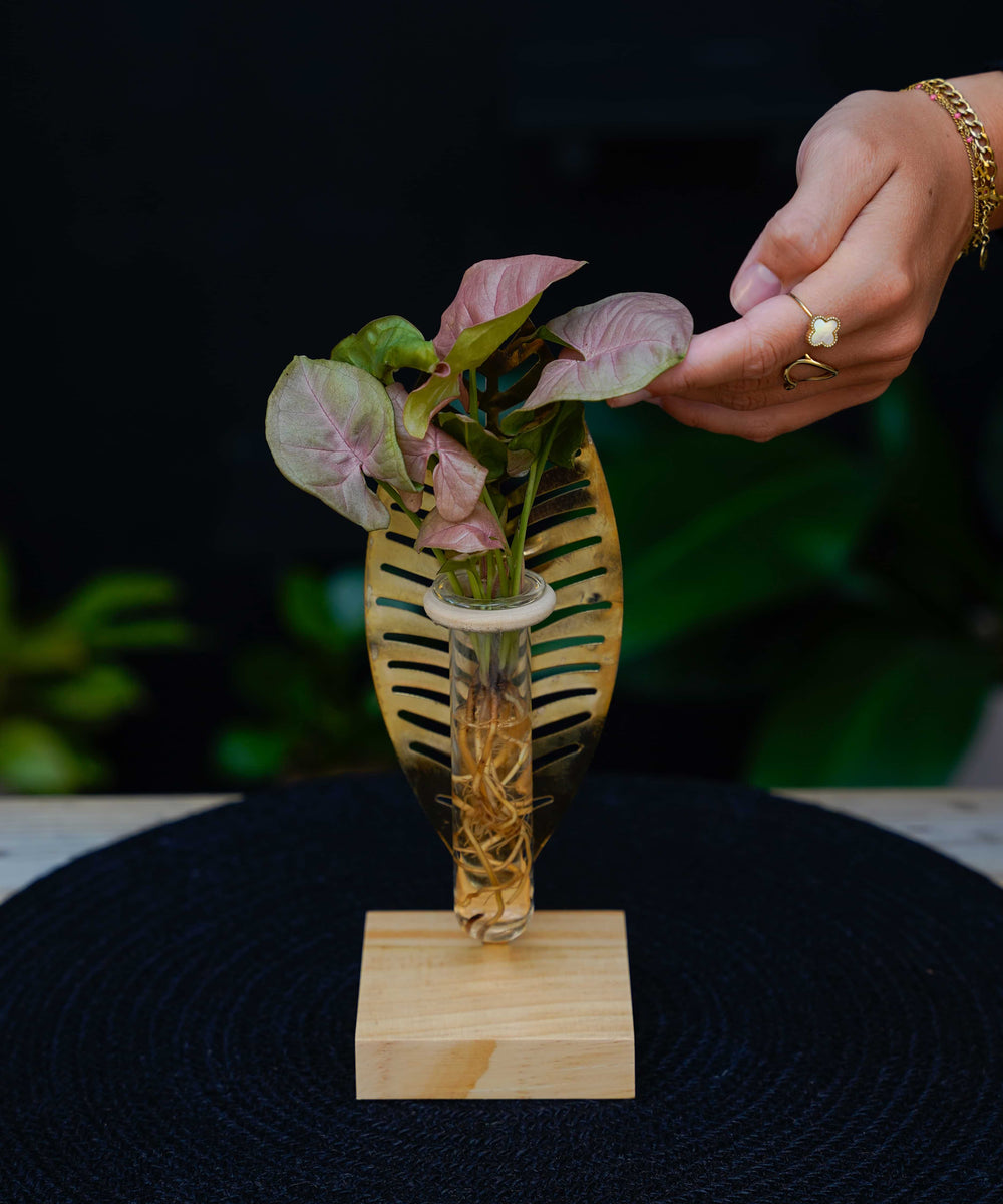 Veronica Intenz Hydroponie