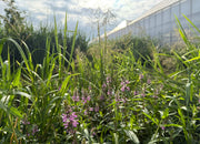 Biodiversiteit rondom onze kassen