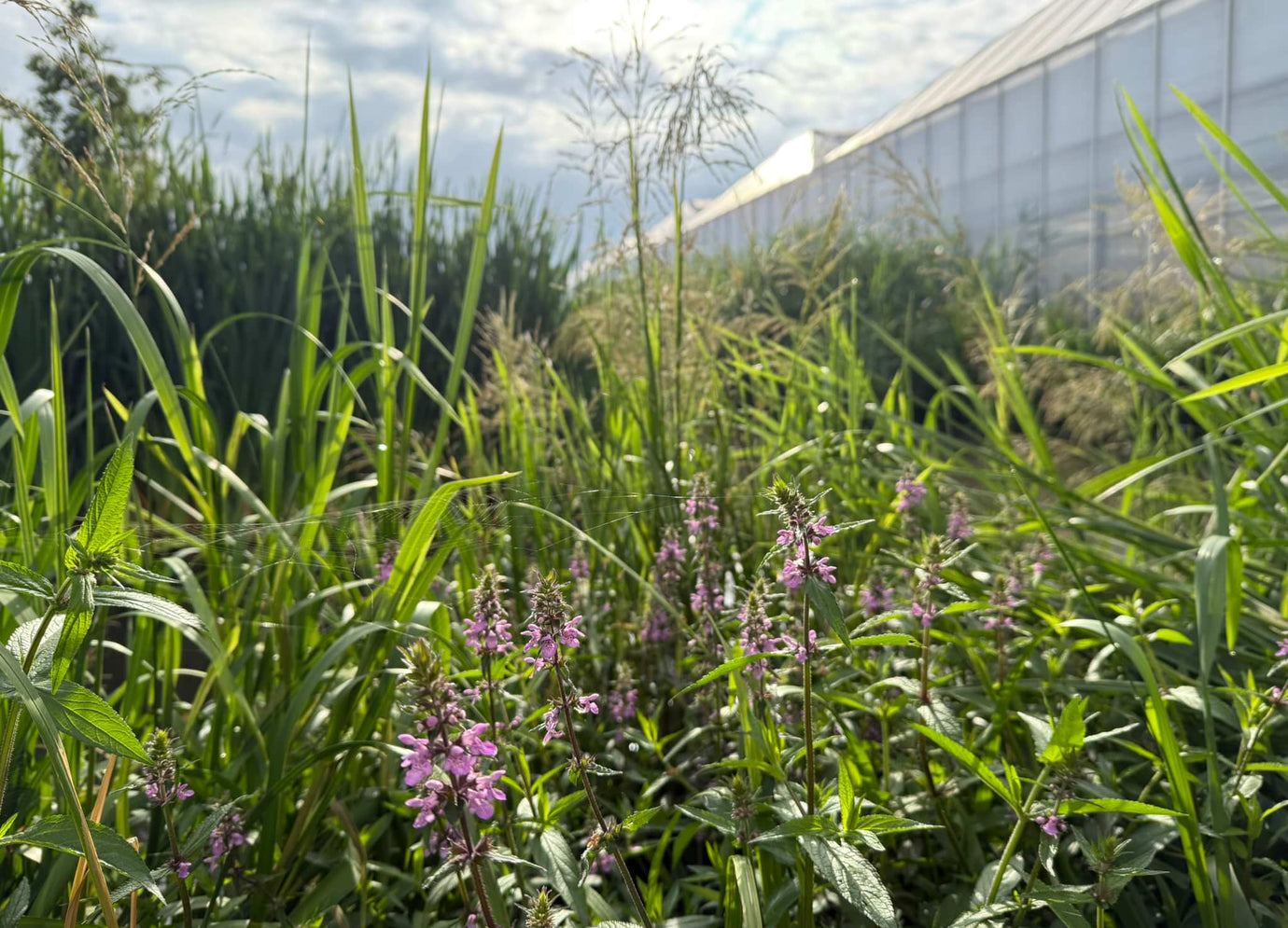 Biodiversiteit rondom onze kassen
