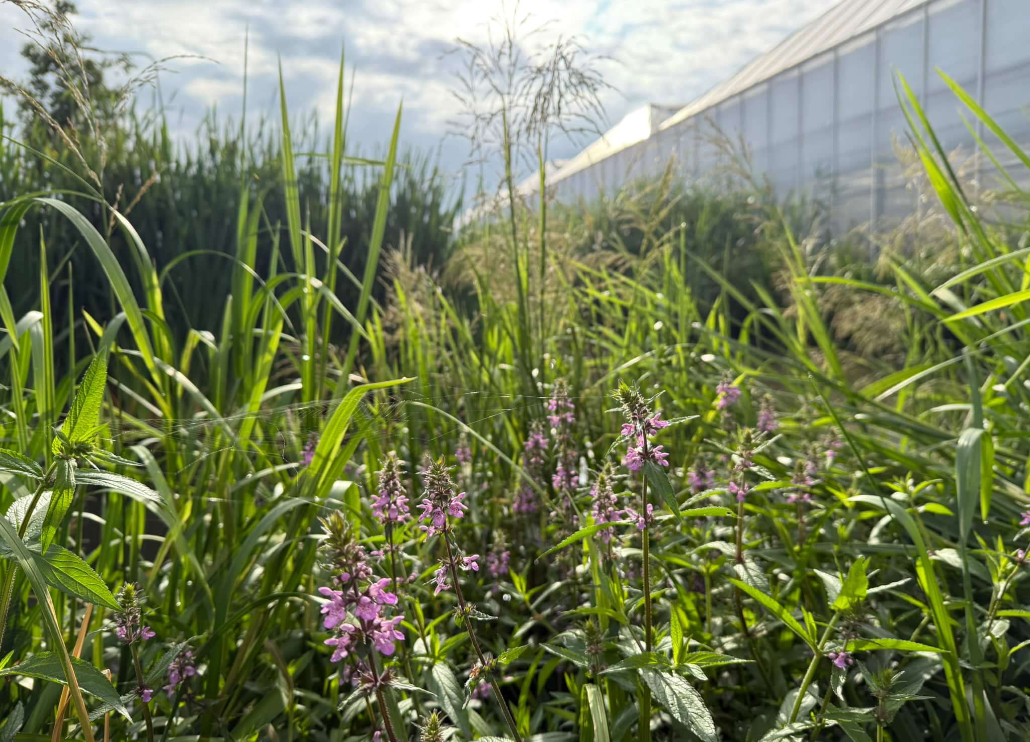 Biodiversiteit rondom onze kassen