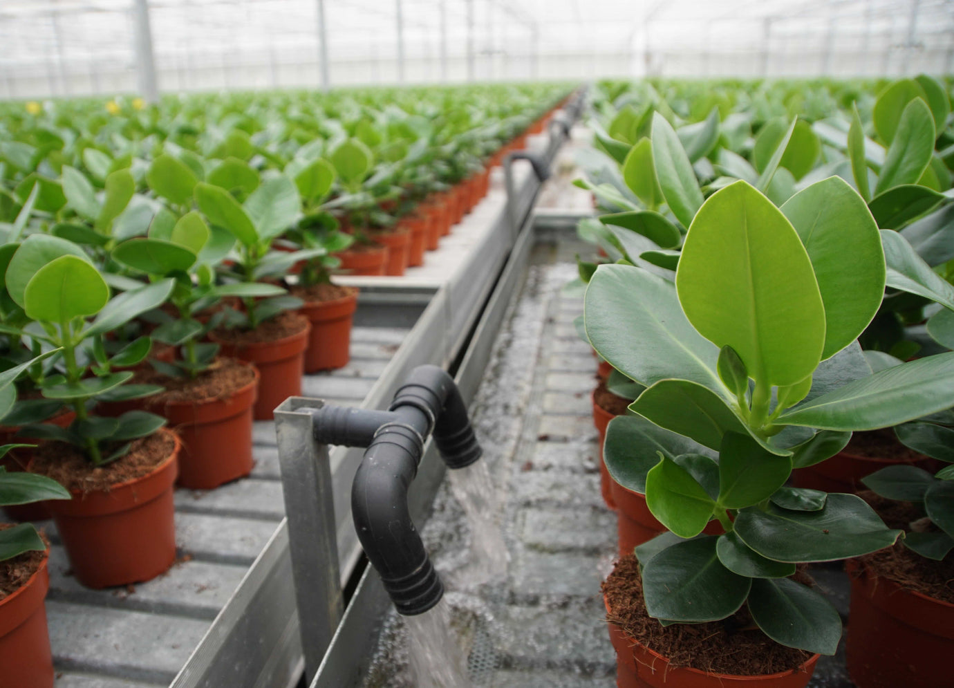 Een Clusia Princess van kas tot woonkamer