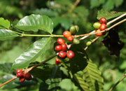Coffea Arabica bessen aan de boom
