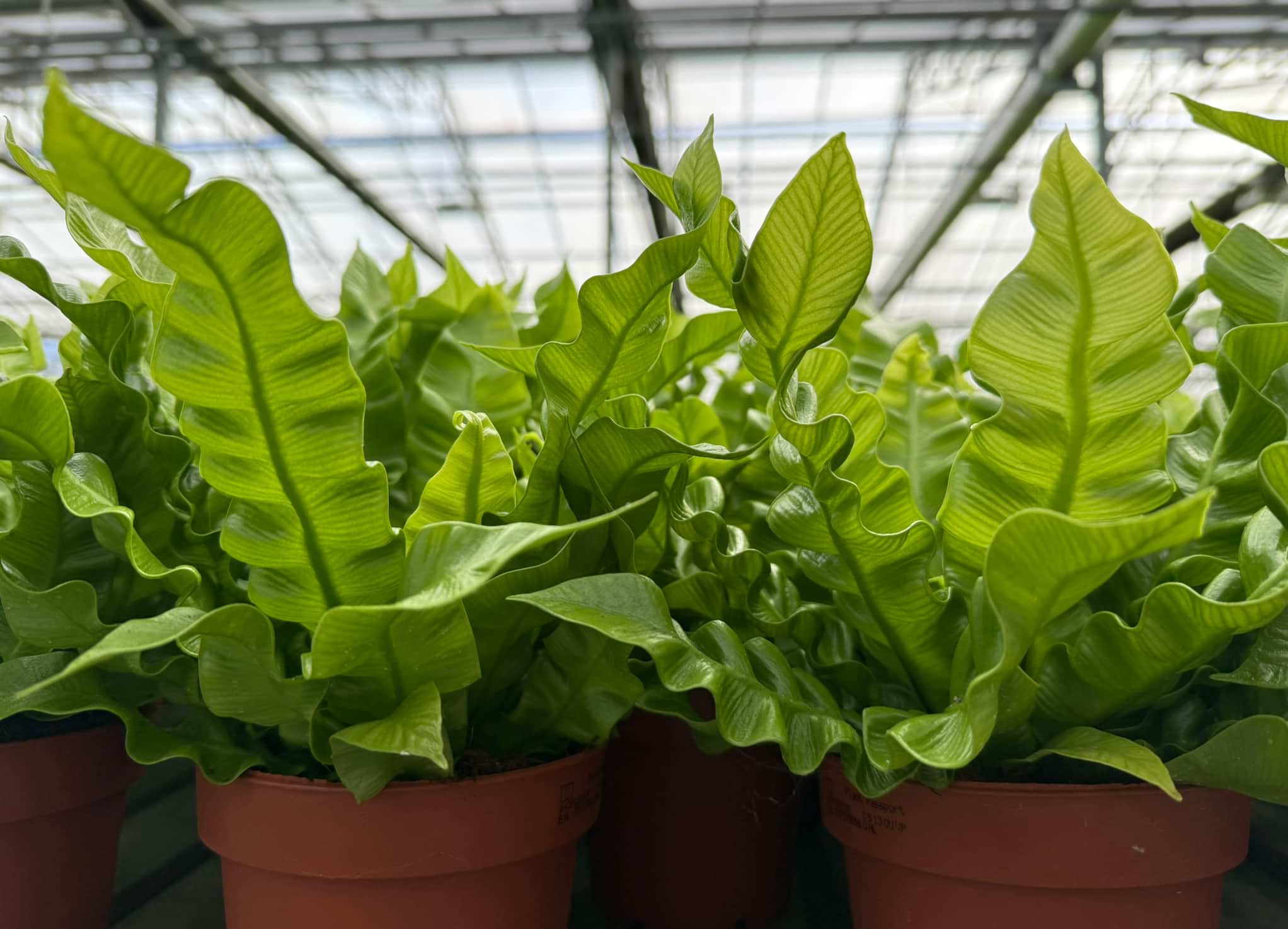 Wolluis in kamerplanten: zo pakken wij het aan