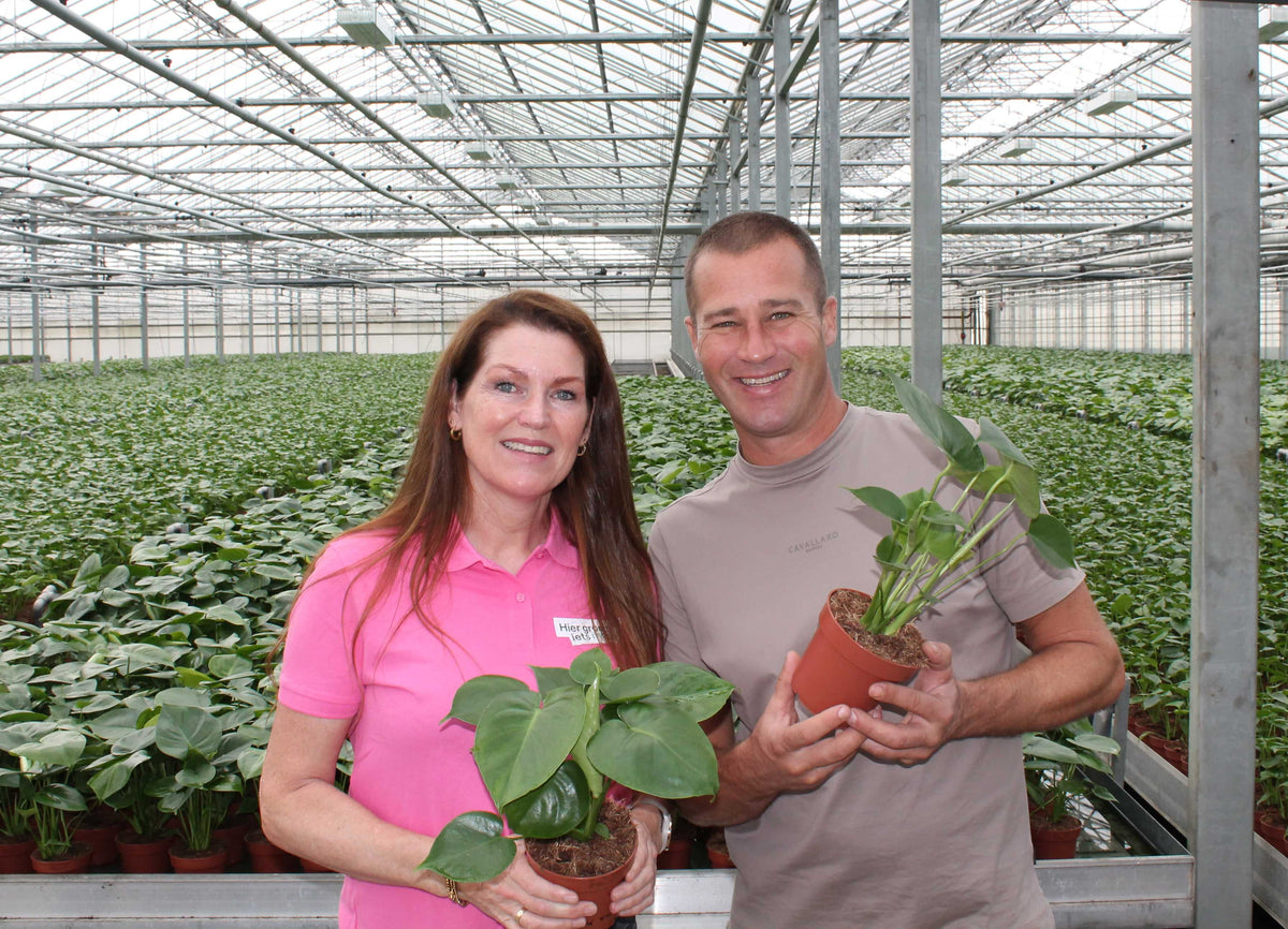 Monstera in de Grote Tuinverbouwing