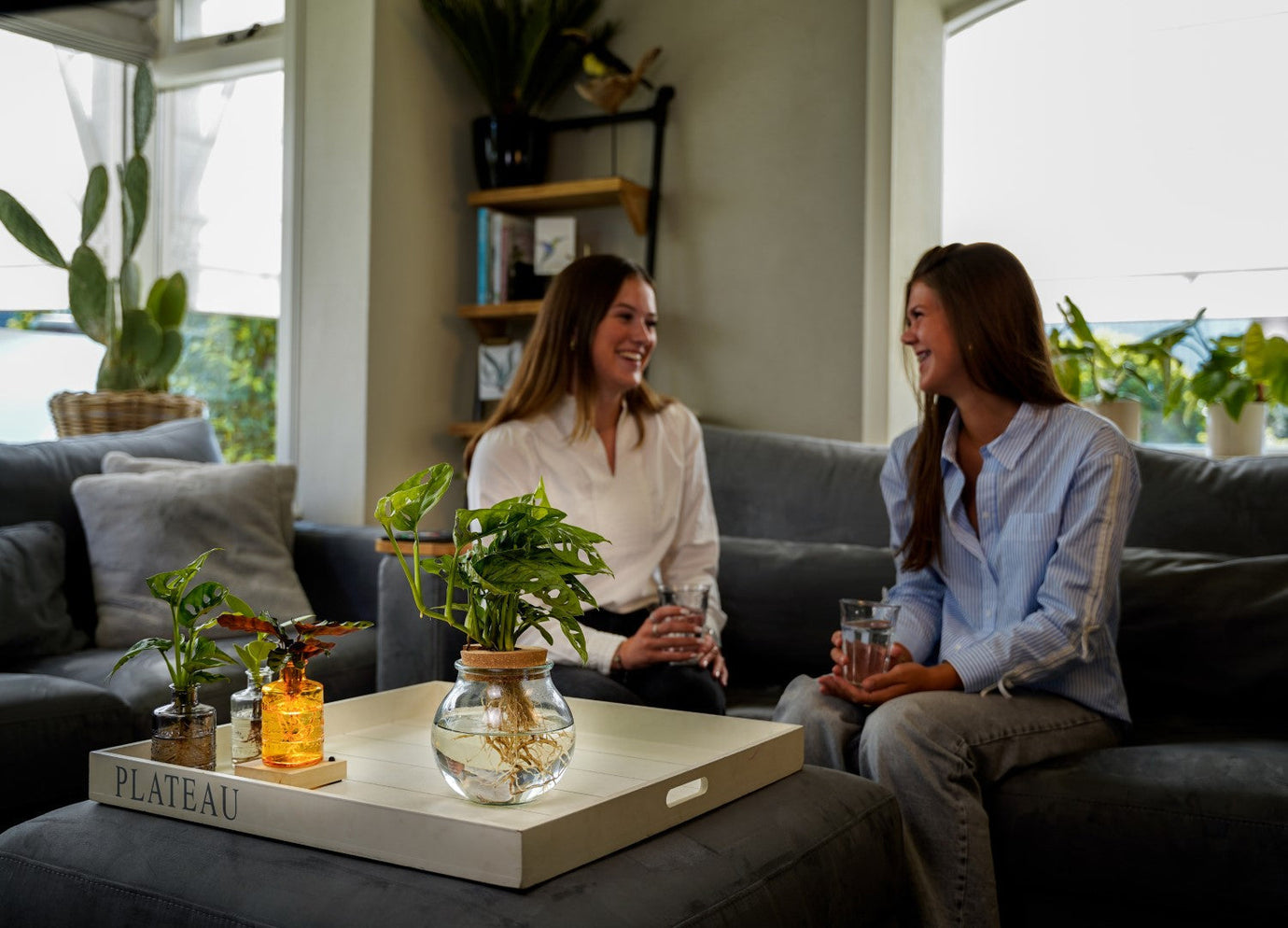 Waarom kamerplanten in het voorjaar ineens groeien