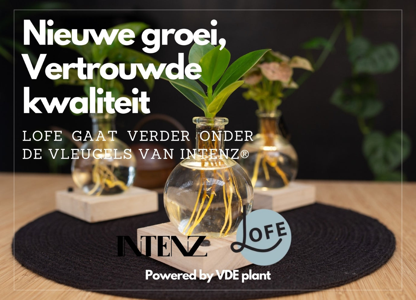 Lofe overgenomen door Intenz