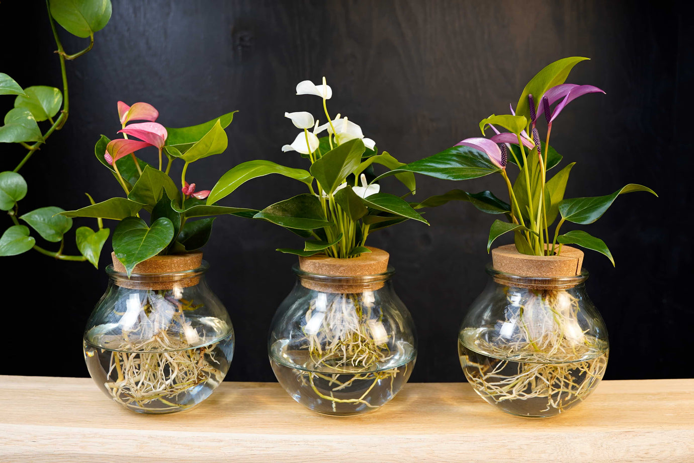 Bolglas met keuze uit Anthurium kleur