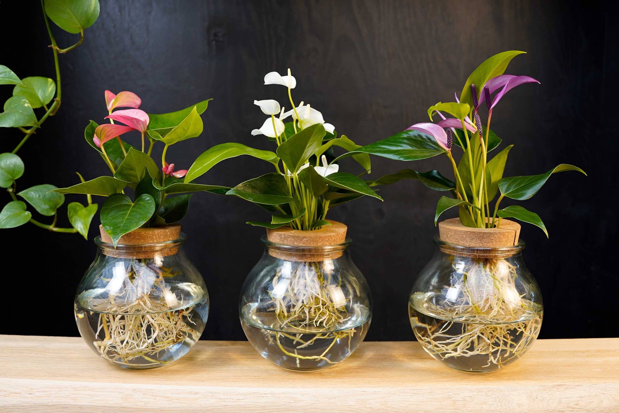 Bloei in ons Hydroponie assortiment