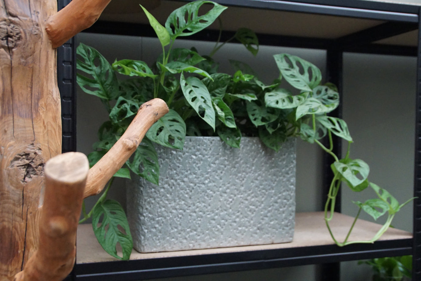 Wist je dat planten een natuurlijke airco zijn?