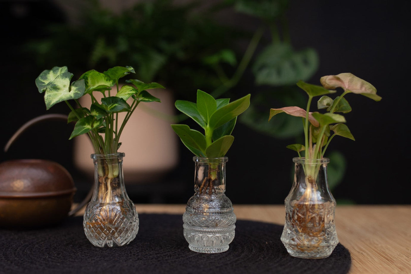 Intenz mix | Syngonium Pixie - Clusia rosea Princess - Syngonium Neon | Berlin