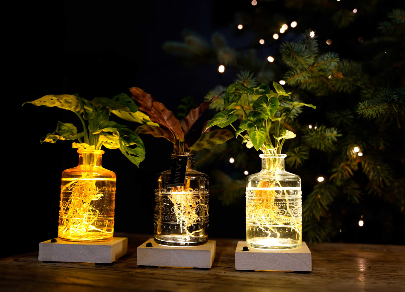 Kerst met lichtplantjes