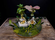 Intenz kerst planten