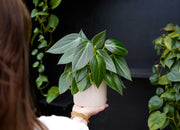 Zo overleven jouw kamerplanten de warmte