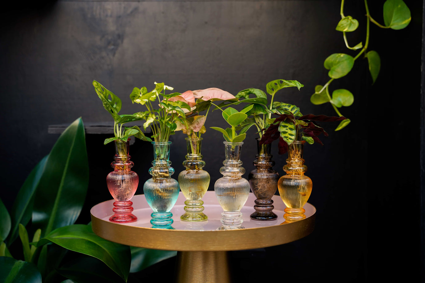 Waarom planten op water ideaal zijn voor vakanties