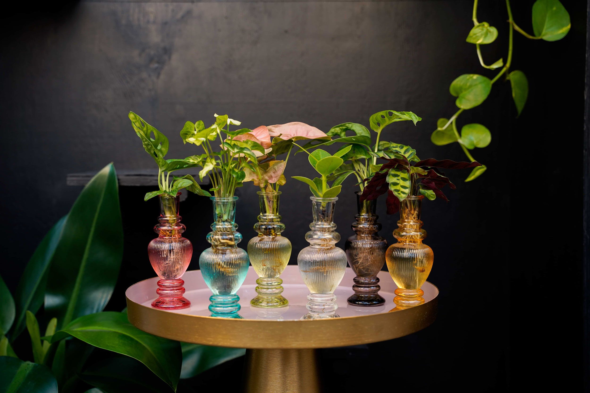 Waarom planten op water ideaal zijn voor vakanties