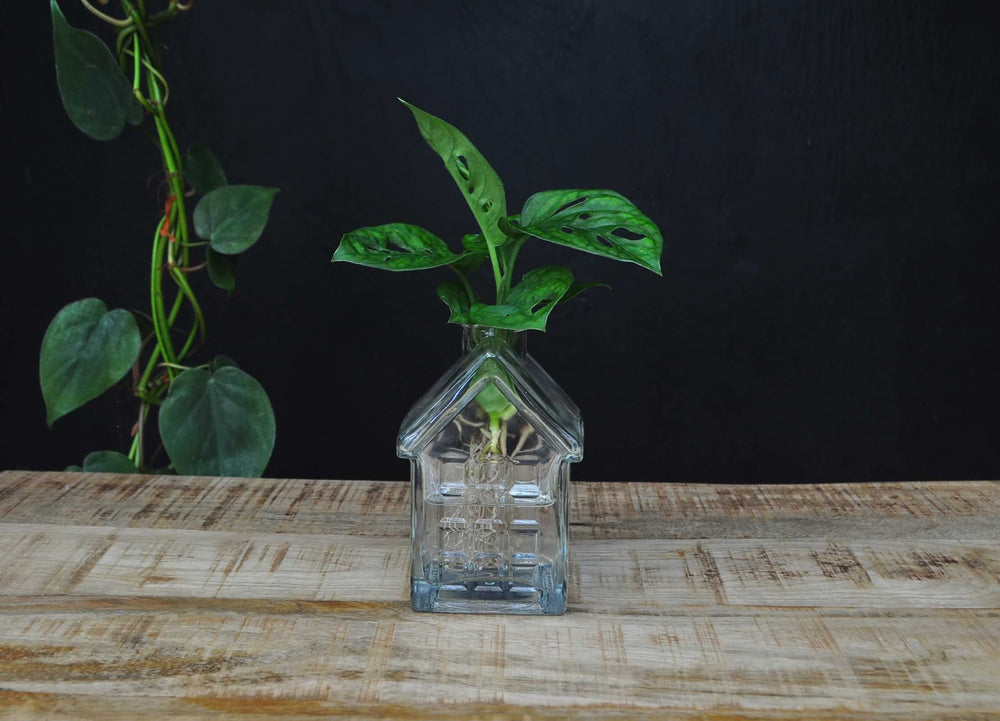 Glazen Oslo huisje met Monstera