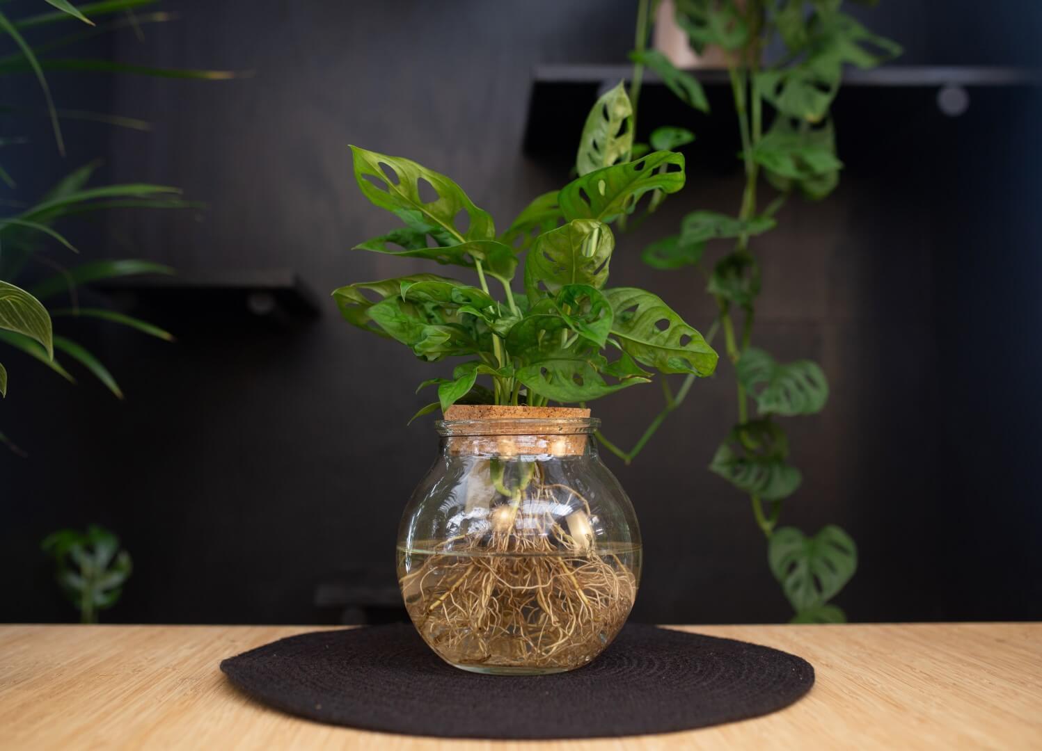 Monstera op water