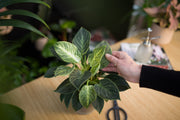 Zo red je je planten bij thuiskomst