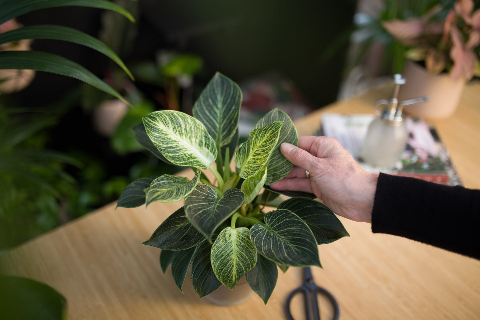 Zo red je je planten bij thuiskomst