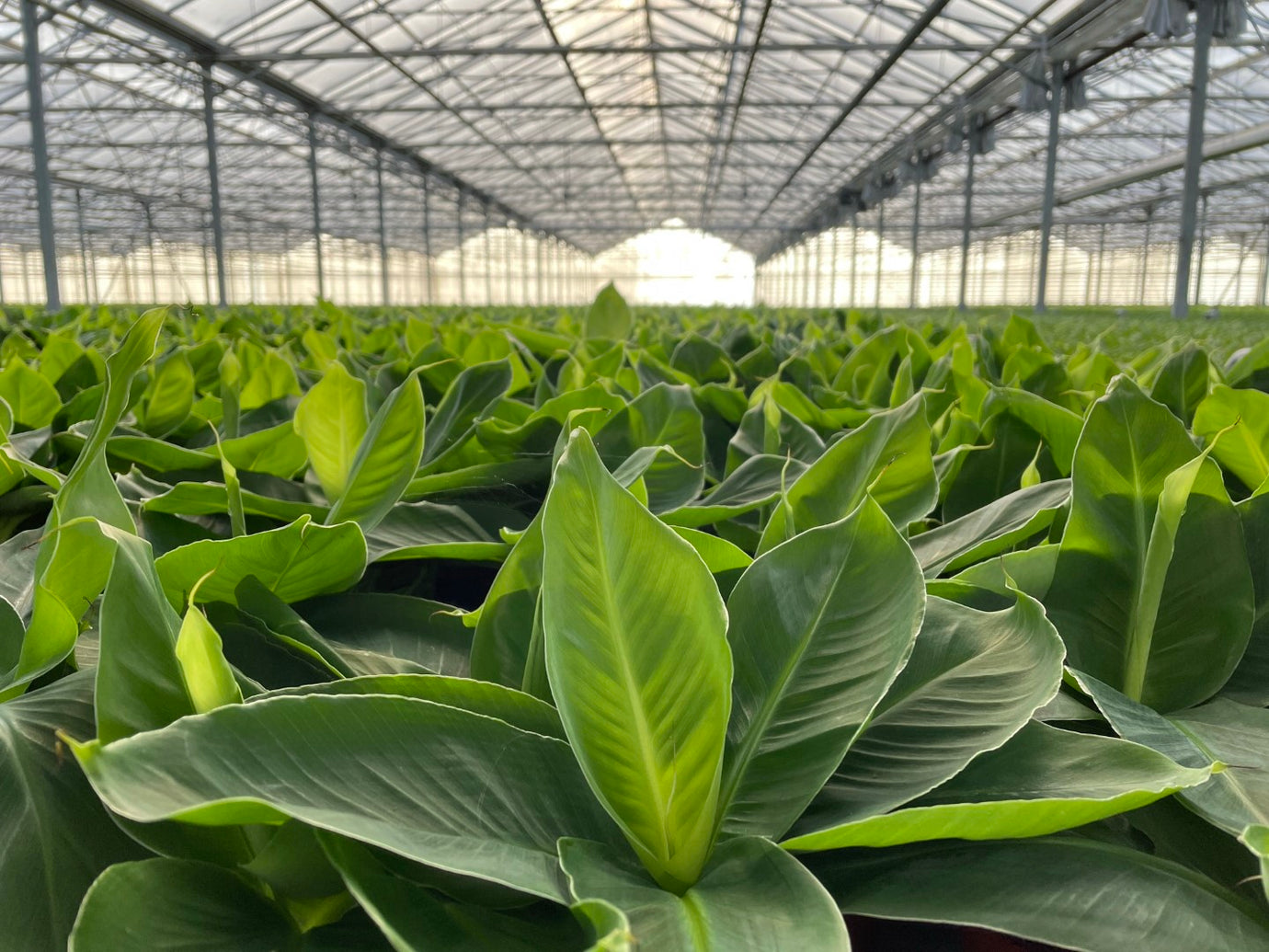 Planten vers van de kwekerij