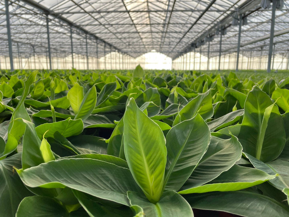 Planten vers van de kwekerij