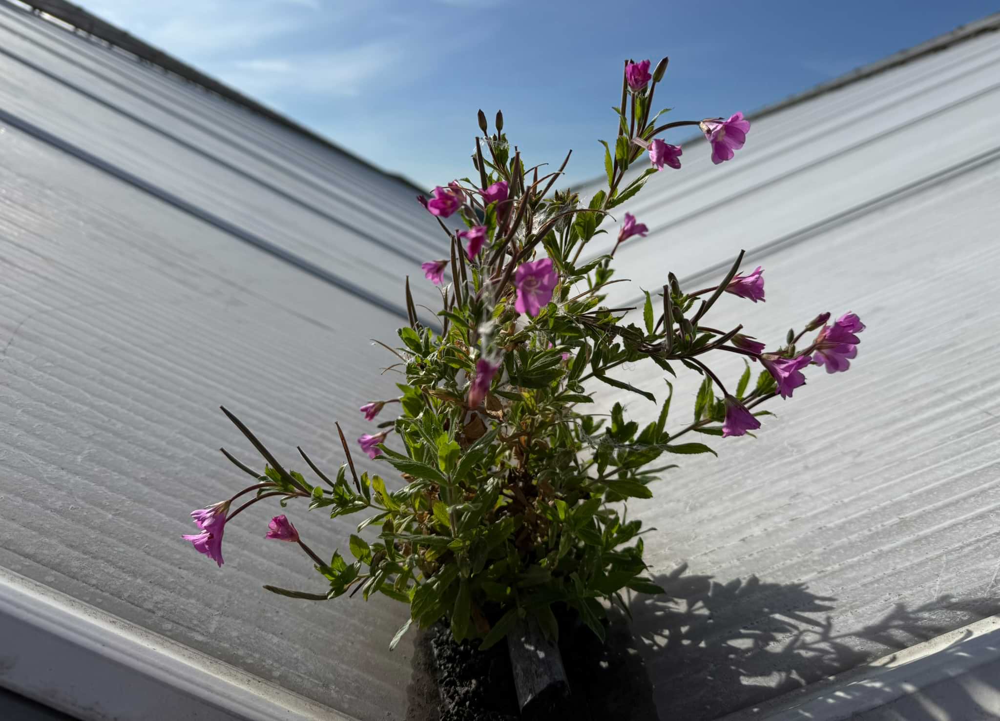 Water opvang bij VDE plant