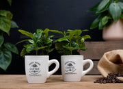 Waarom een plant het perfecte cadeau blijft