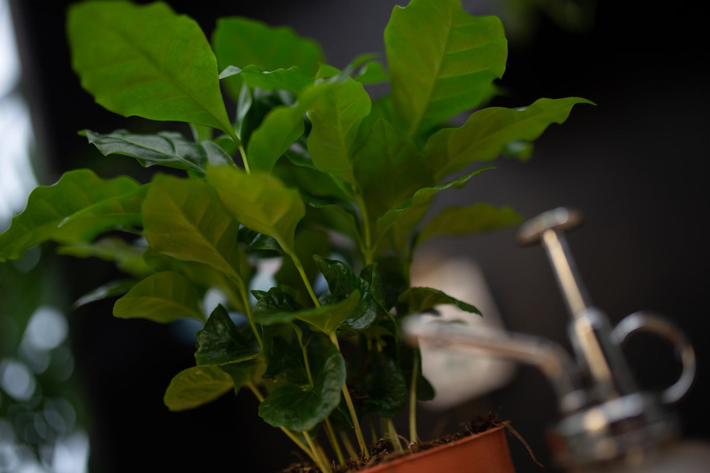Terug van vakantie? Check je planten op ongedierte