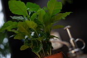 Terug van vakantie? Check je planten op ongedierte