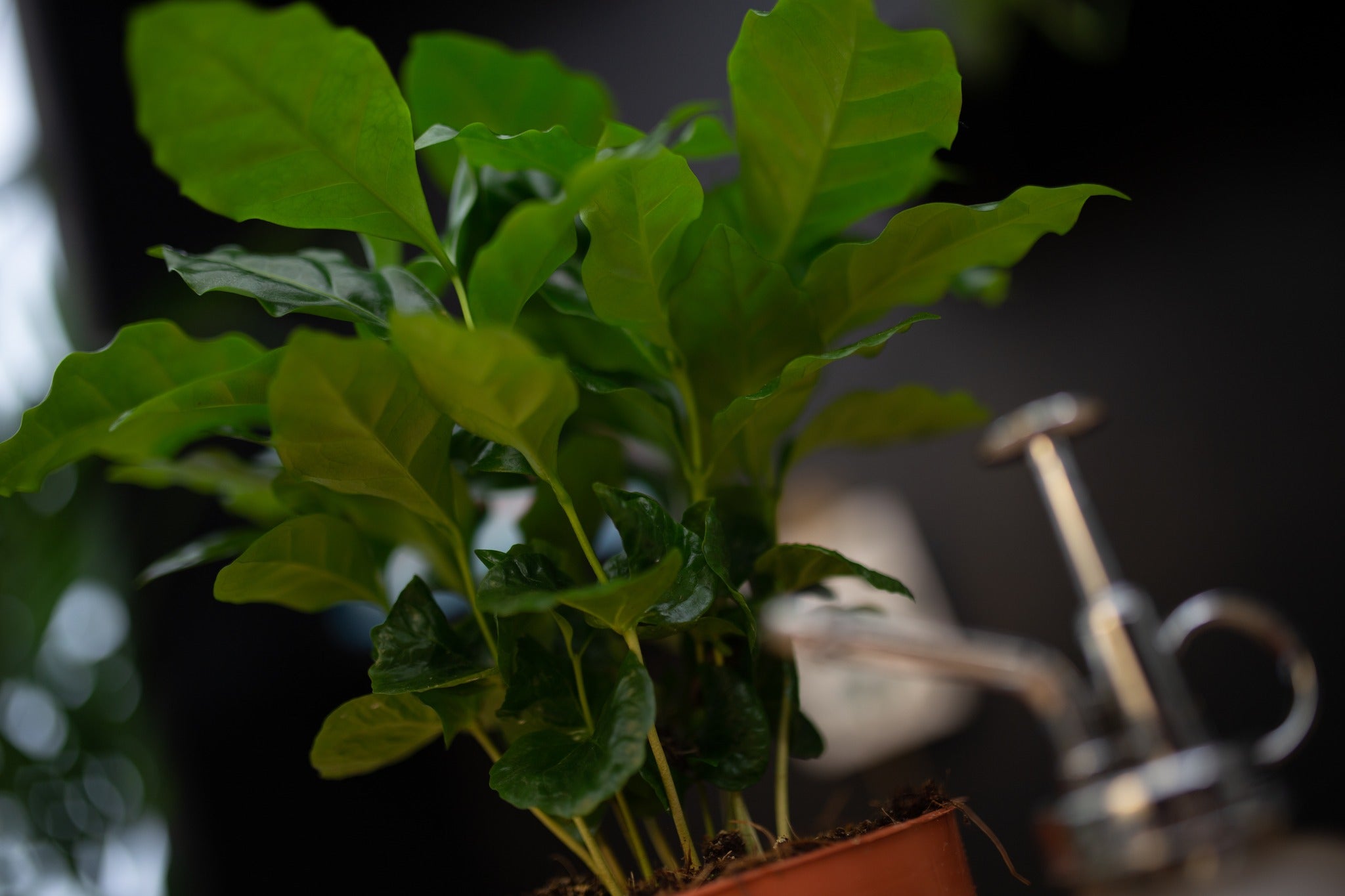 Terug van vakantie? Check je planten op ongedierte