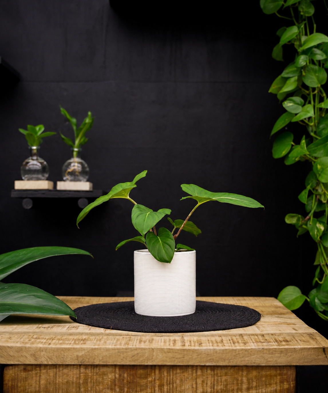 Adelonema Crinipes | 30cm | met pot naar keuze