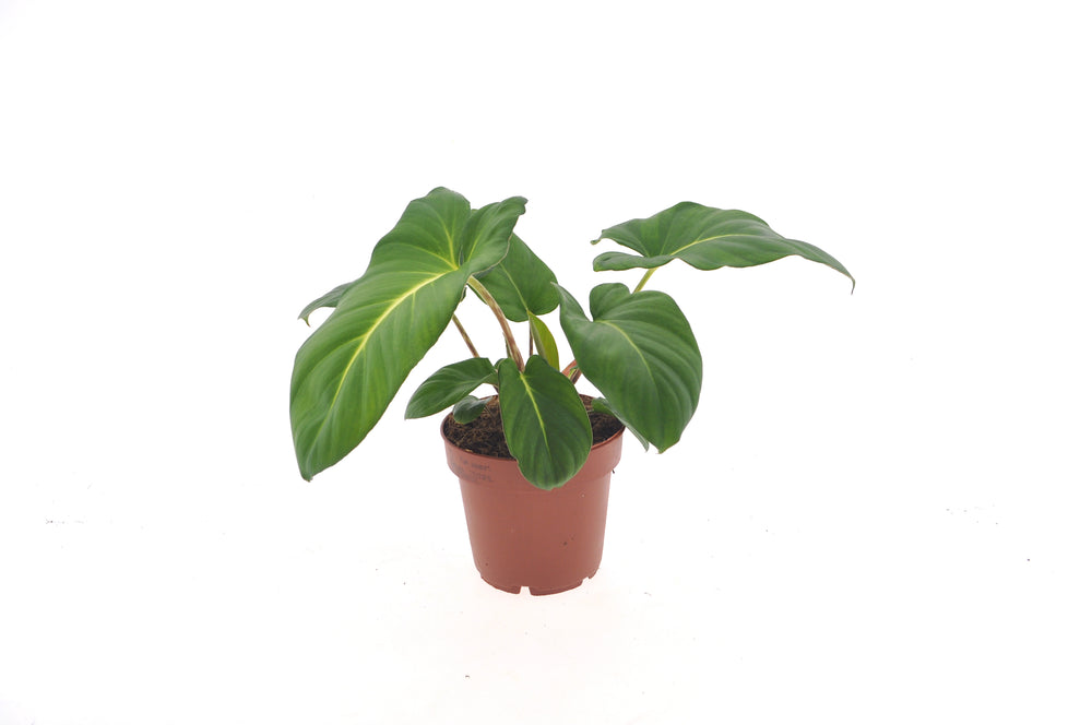 Adelonema Crinipes | 30cm | met pot naar keuze