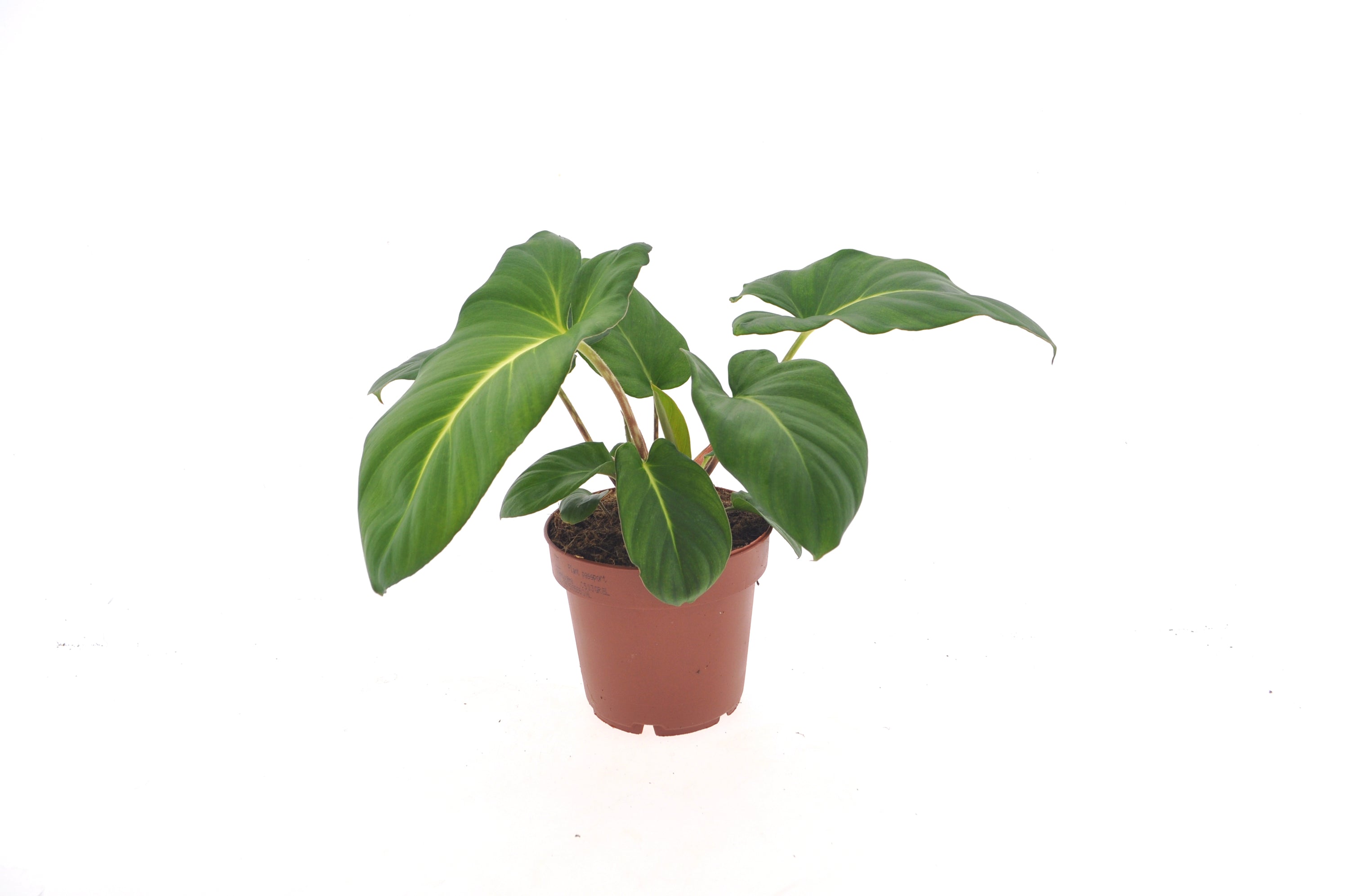 Adelonema Crinipes | 30cm | met pot naar keuze
