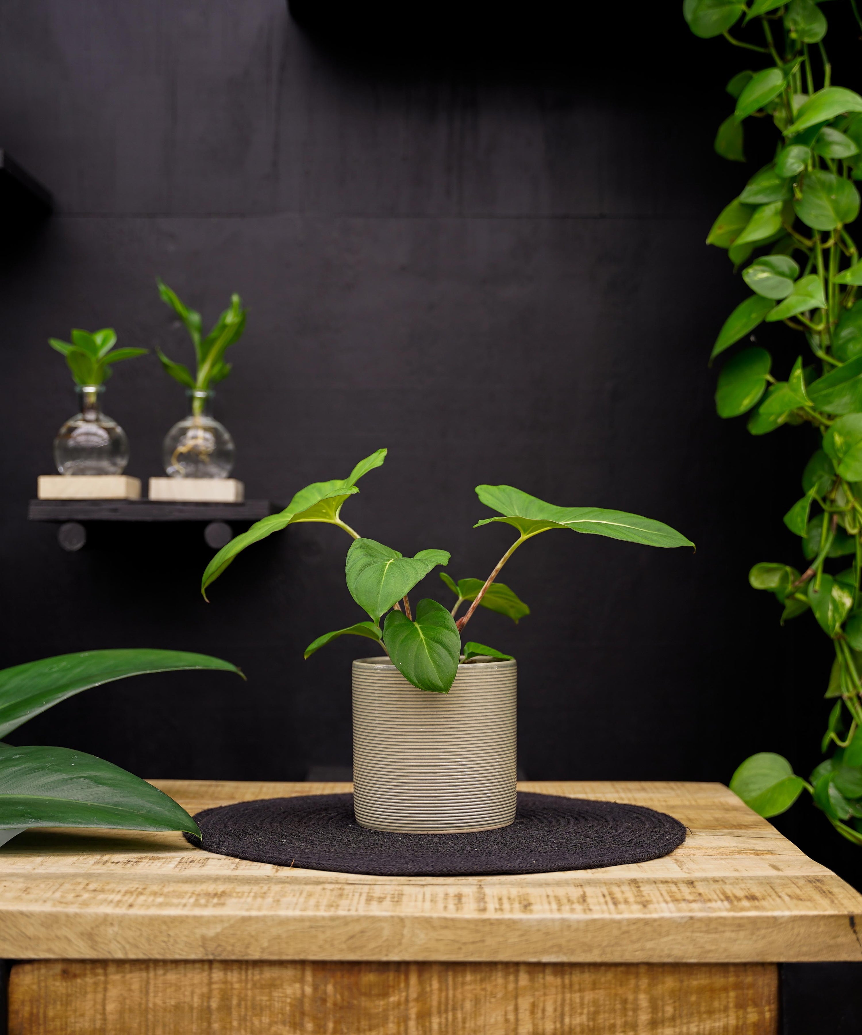 Adelonema Crinipes | 30cm | met pot naar keuze