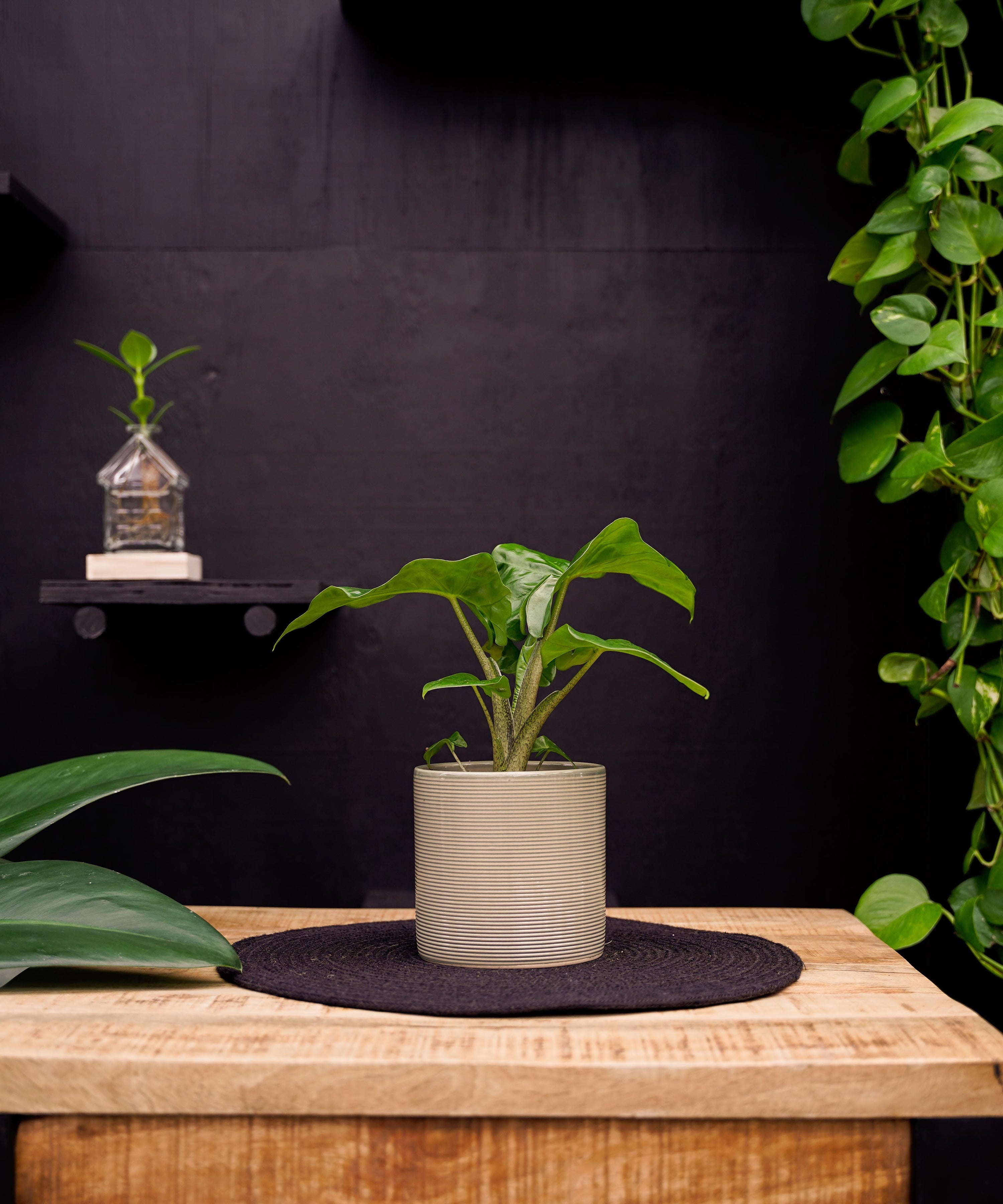Alocasia Low Rider | 30cm | kamerplant | met pot naar keuze
