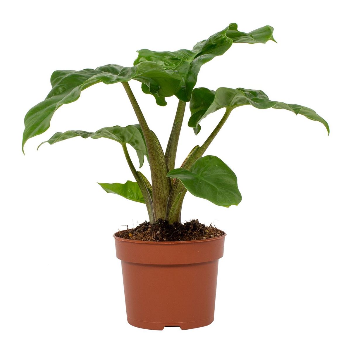 Alocasia Low Rider | 30cm | kamerplant | met pot naar keuze