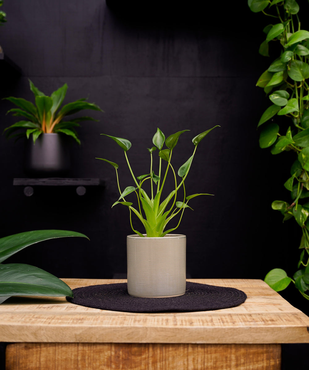 Alocasia Tiny Dancer | 30cm | kamerplant | met pot naar keuze