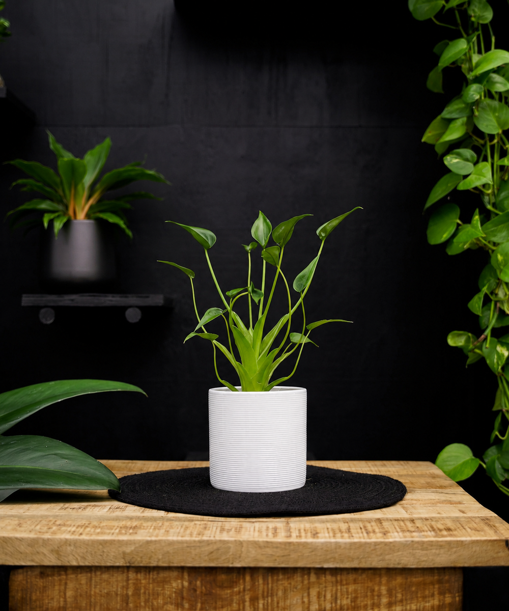 Alocasia Tiny Dancer | 30cm | kamerplant | met pot naar keuze