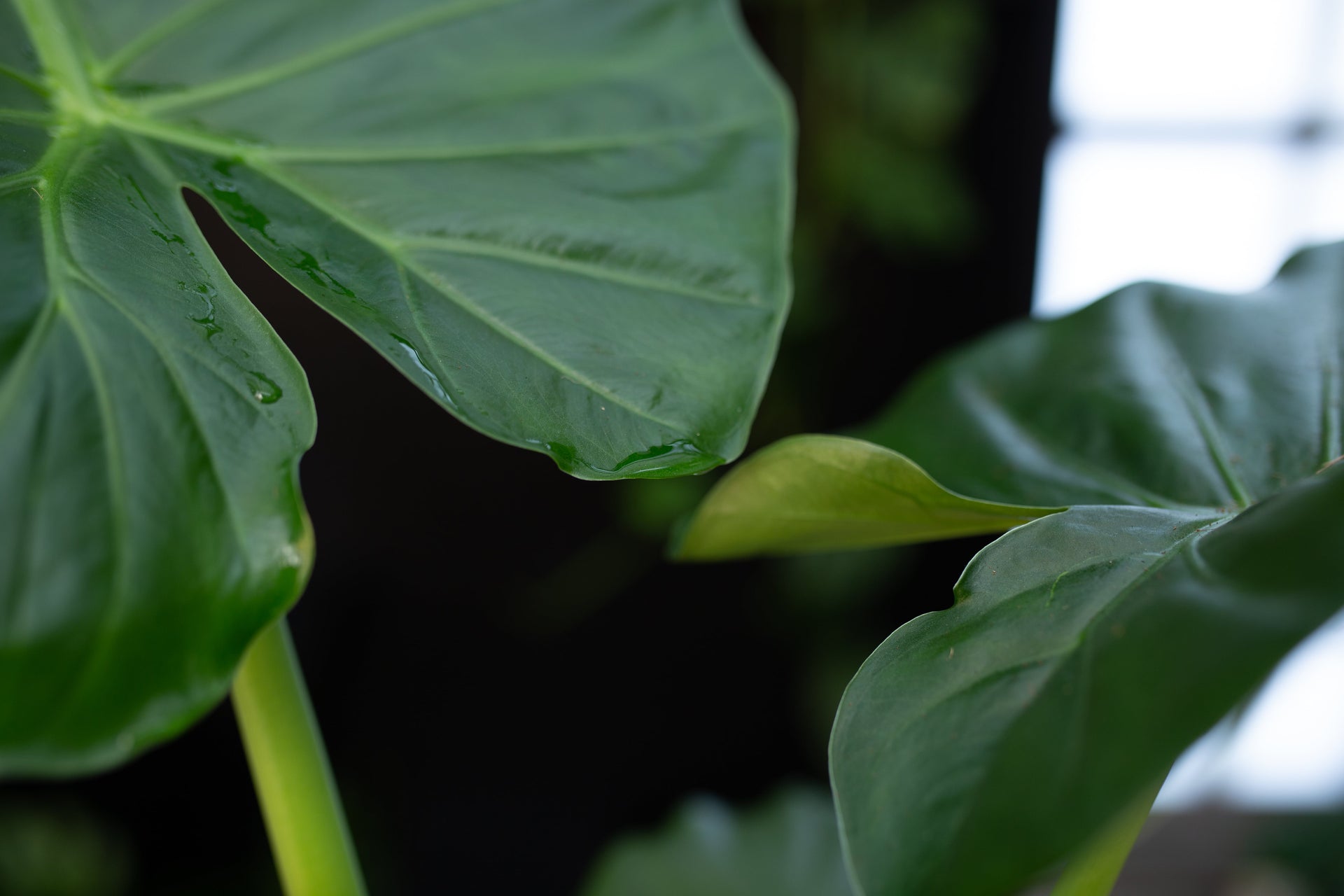 Alocasia blad